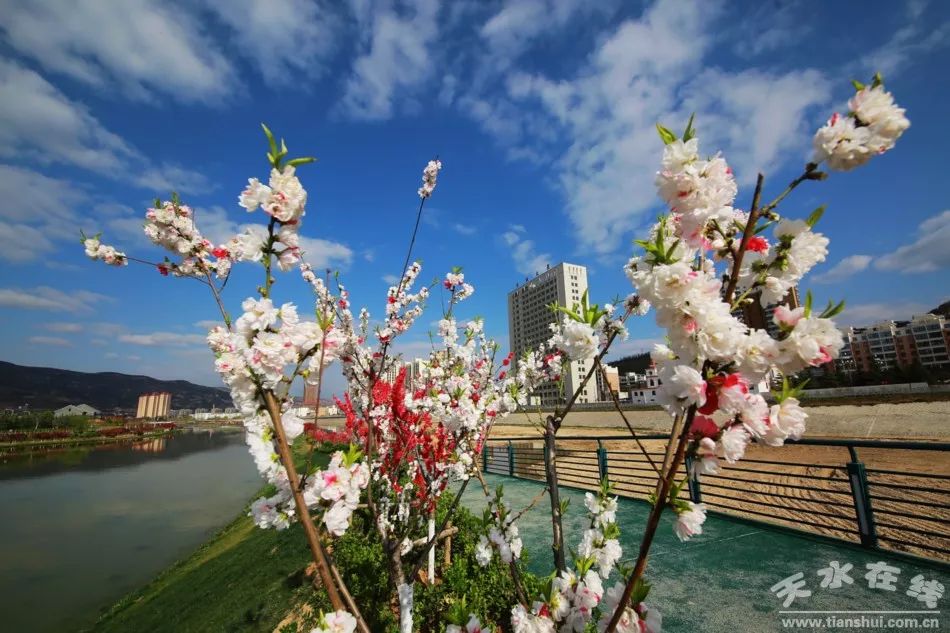 藉河风情线花开十里惊艳天水