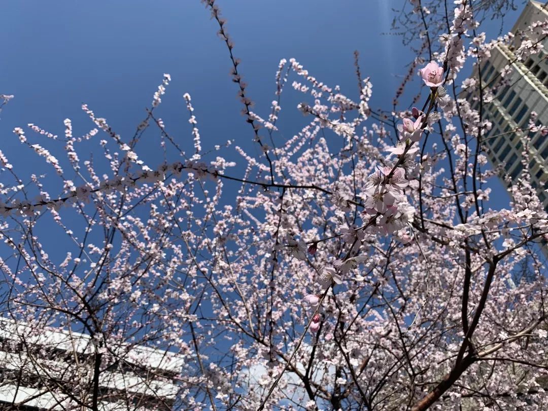 乌鲁木齐赏桃花地图出炉,周末走起来