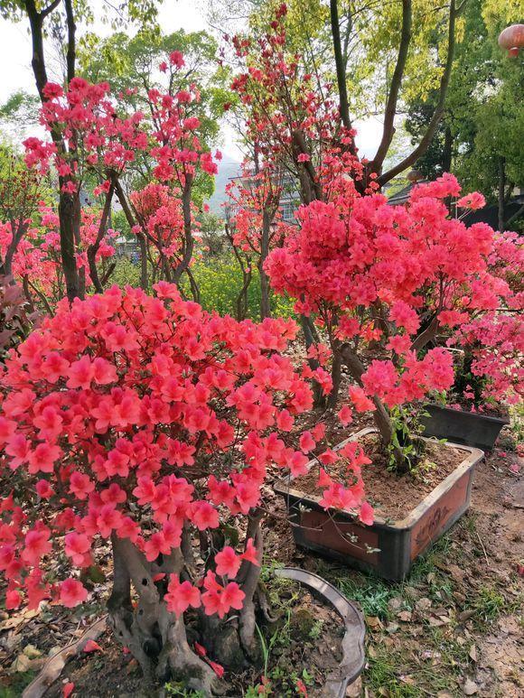 原创都说杜鹃花不好养,注意这几点,不仅不掉花,粉红花还能开爆盆