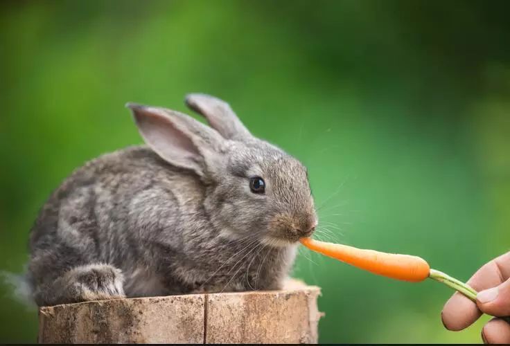 兔子的食物主要以牧草和兔粮为主,同时也可以喂些水果,蔬菜,但也不是