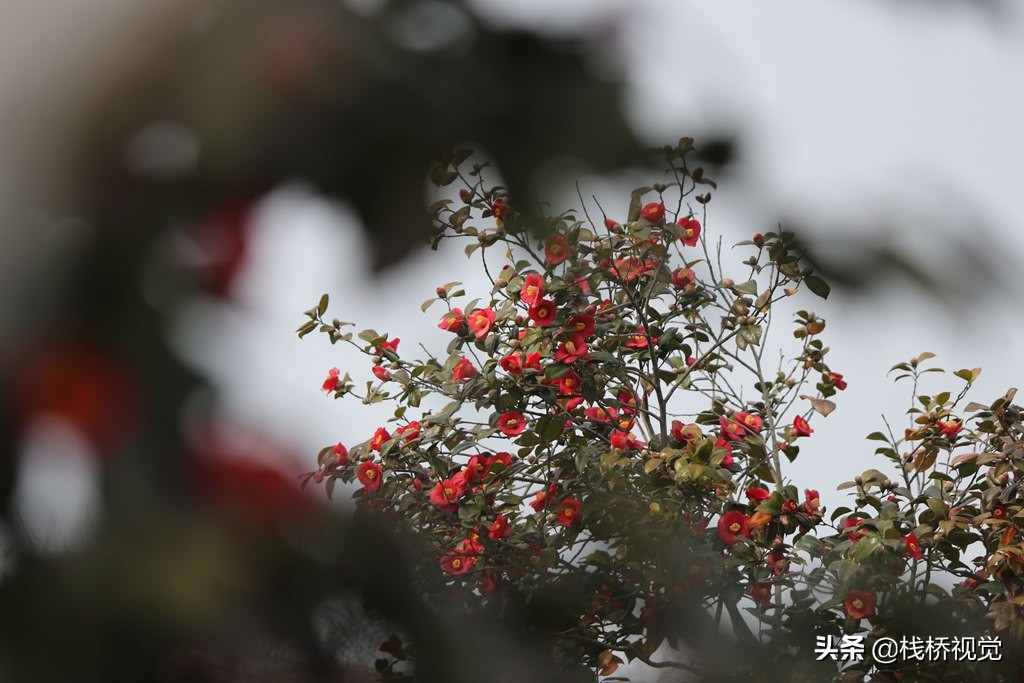 属山茶科山茶属,绿树红花气傲霜雪,故而得名"耐冬",是青岛市的市花