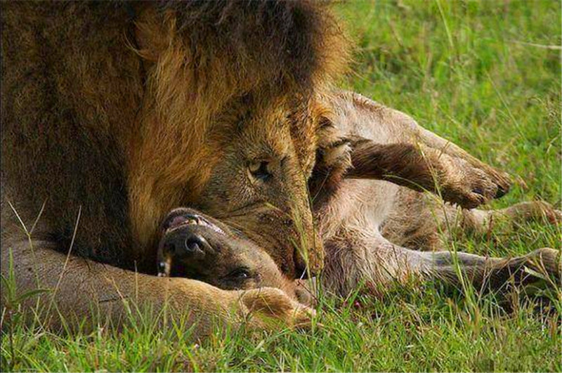 獅子捕食鬣狗後這反應亮了，網友：看來這獅子心理有陰影了 未分類 第2張