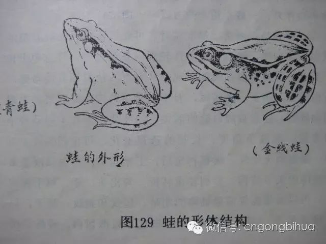 工笔青蛙绘制步骤