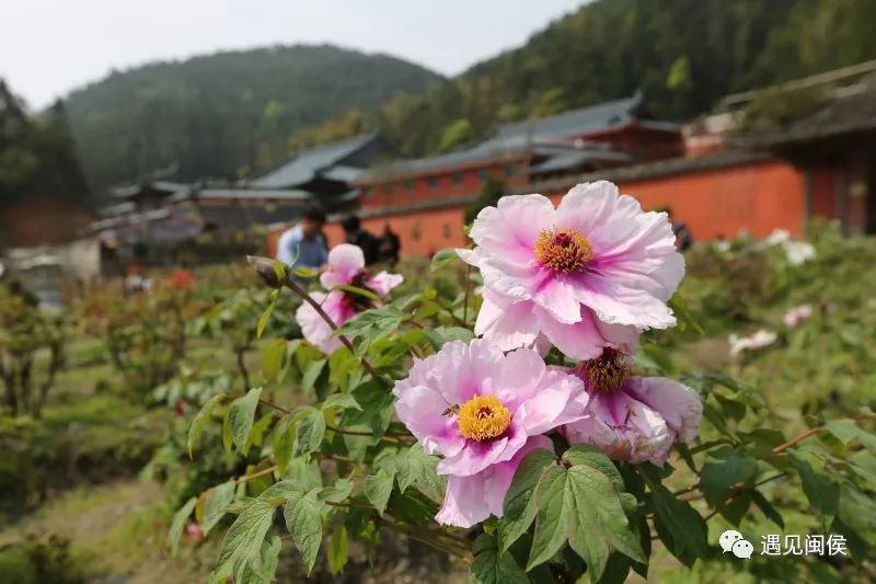 千年古刹牡丹会,马岚山间映山红