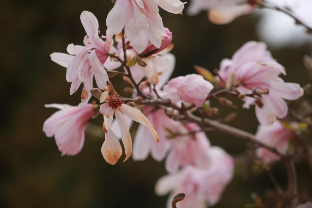 2019全民来探花木兰花玉兰花花木兰伊人伊花古韵留香