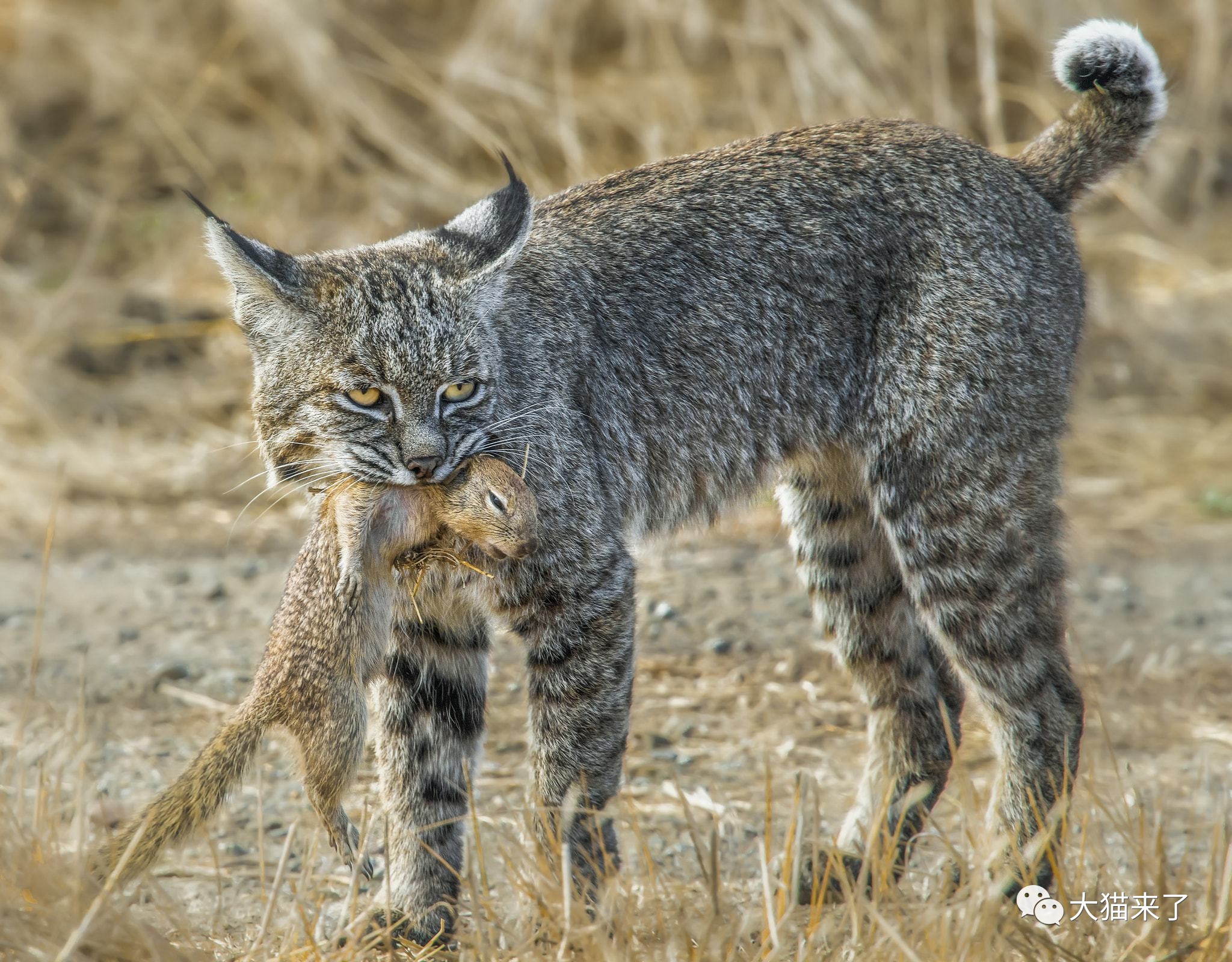 10年才能遇到1只的黑山猫,却成了猎人为"求赞"而猎杀的目标