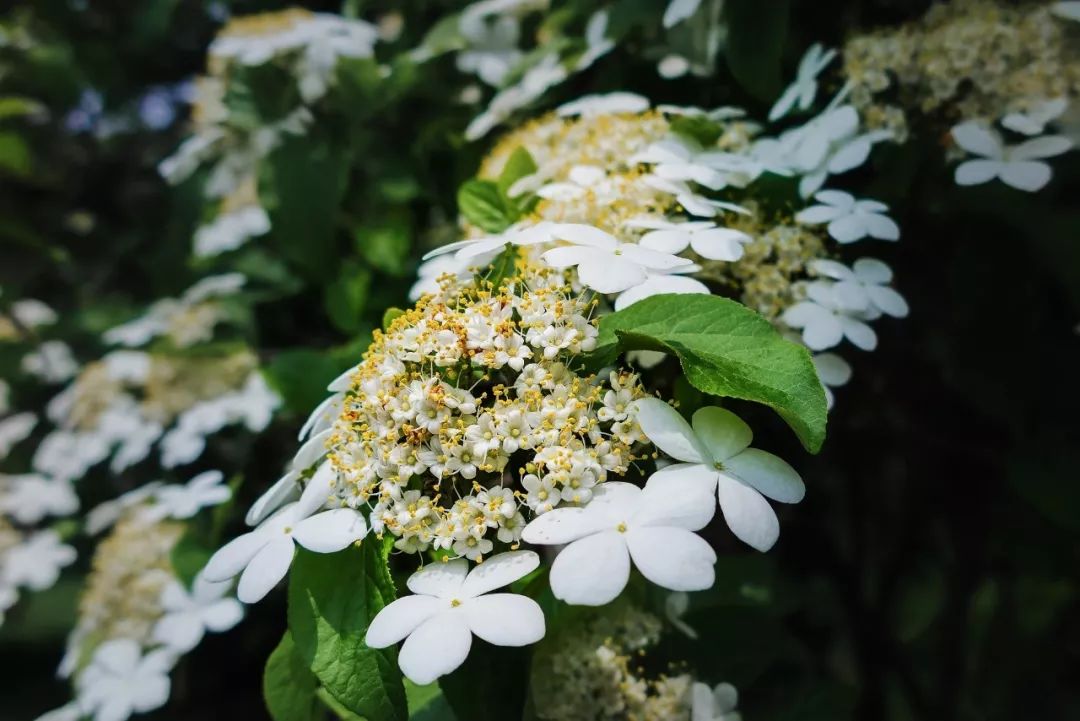 荚蒾,雪球荚蒾「粉团,木本绣球「木绣球,绣球荚蒾,琼花,天目琼花