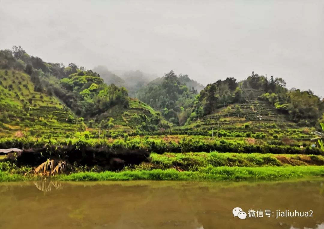 在六堡镇不倚村制茶的日子2行走茶区2019散记