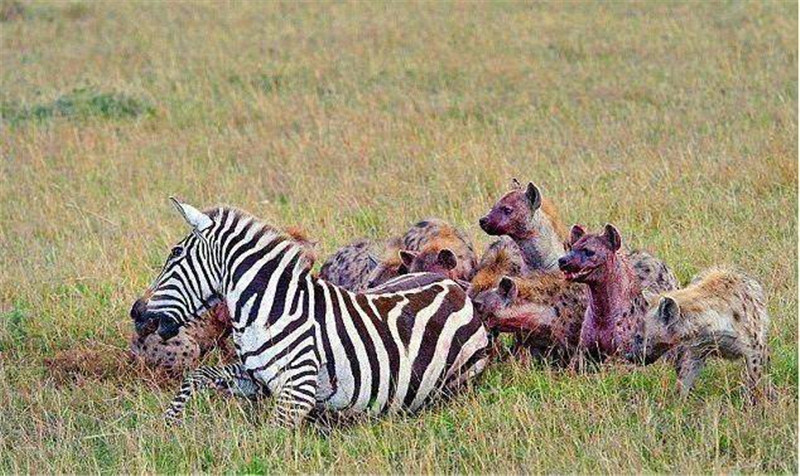 鬣狗捕食斑馬後，這只鬣狗的行為亮了，網友直呼：太精明！ 未分類 第2張