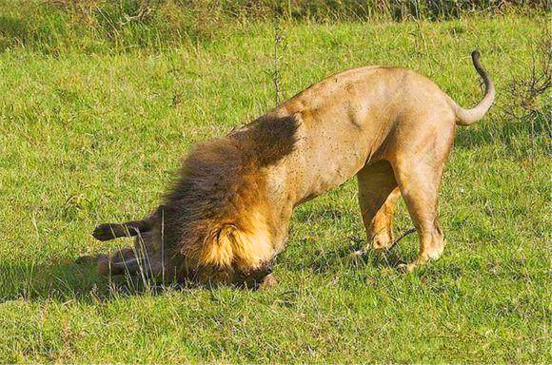 獅子捕食鬣狗後這反應亮了，網友：看來這獅子心理有陰影了 寵物 第1張