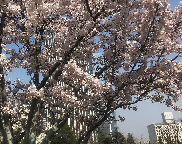 据大连市气象服务中心观测,目前大连市内劳动公园单瓣樱花(早樱图1,2)