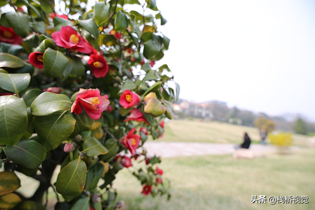 青岛市花耐冬争艳