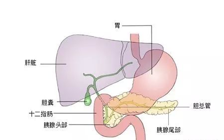 胆汁浓怎么办