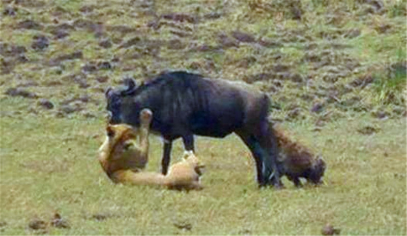 獅子捕食角馬險喪命，鬣狗協助落得這下場，網友：同情二哥 未分類 第2張