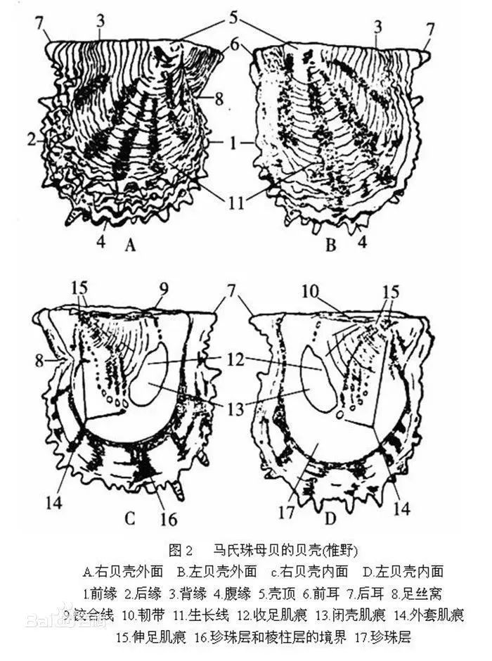 海洋科普702珍珠之母vs烧烤f4