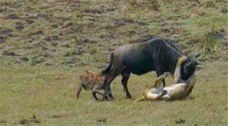 獅子捕食角馬險喪命，鬣狗協助落得這下場，網友：同情二哥 寵物 第1張