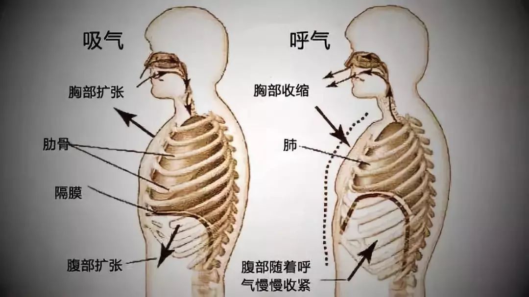 晓言堂 |呼吸入腰,百病全消,你的呼吸,能吸到哪里?