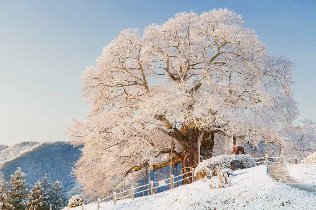 樱花季遇上飞雪网友都被这雪樱美哭了