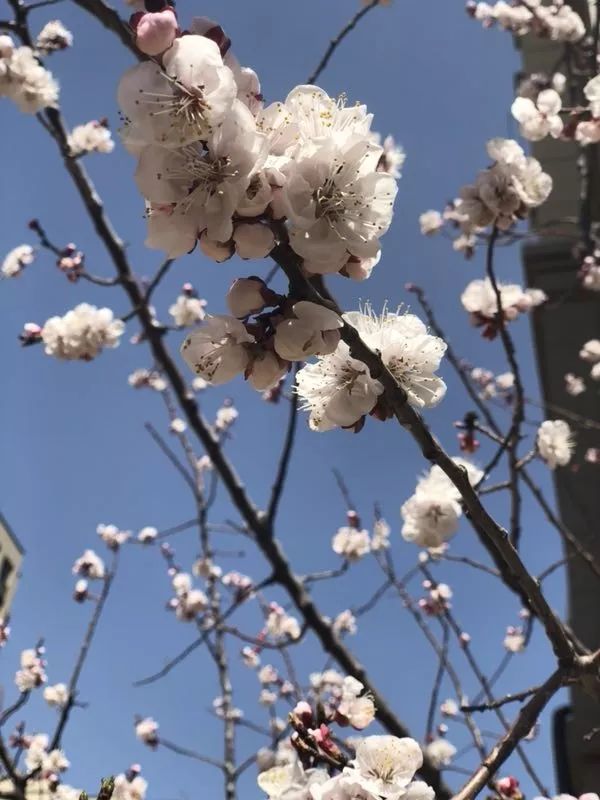 2019全民来探花木兰花玉兰花花木兰伊人伊花古韵留香