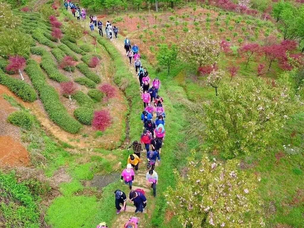 四明山上花开如仙境!还有登山大会,旅游节,红枫樱花节