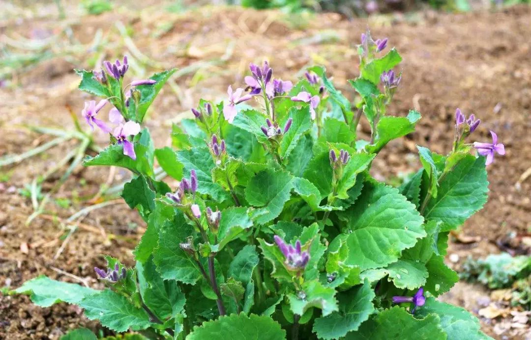 诸葛菜又名二月兰,为早春常见野菜,传说三国时期诸葛亮为军需供应