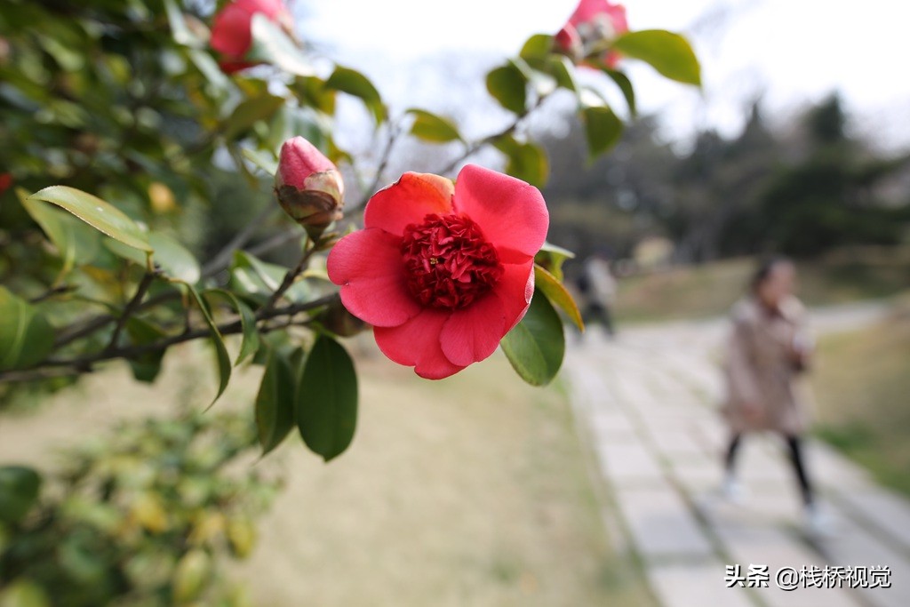 青岛市花耐冬争艳