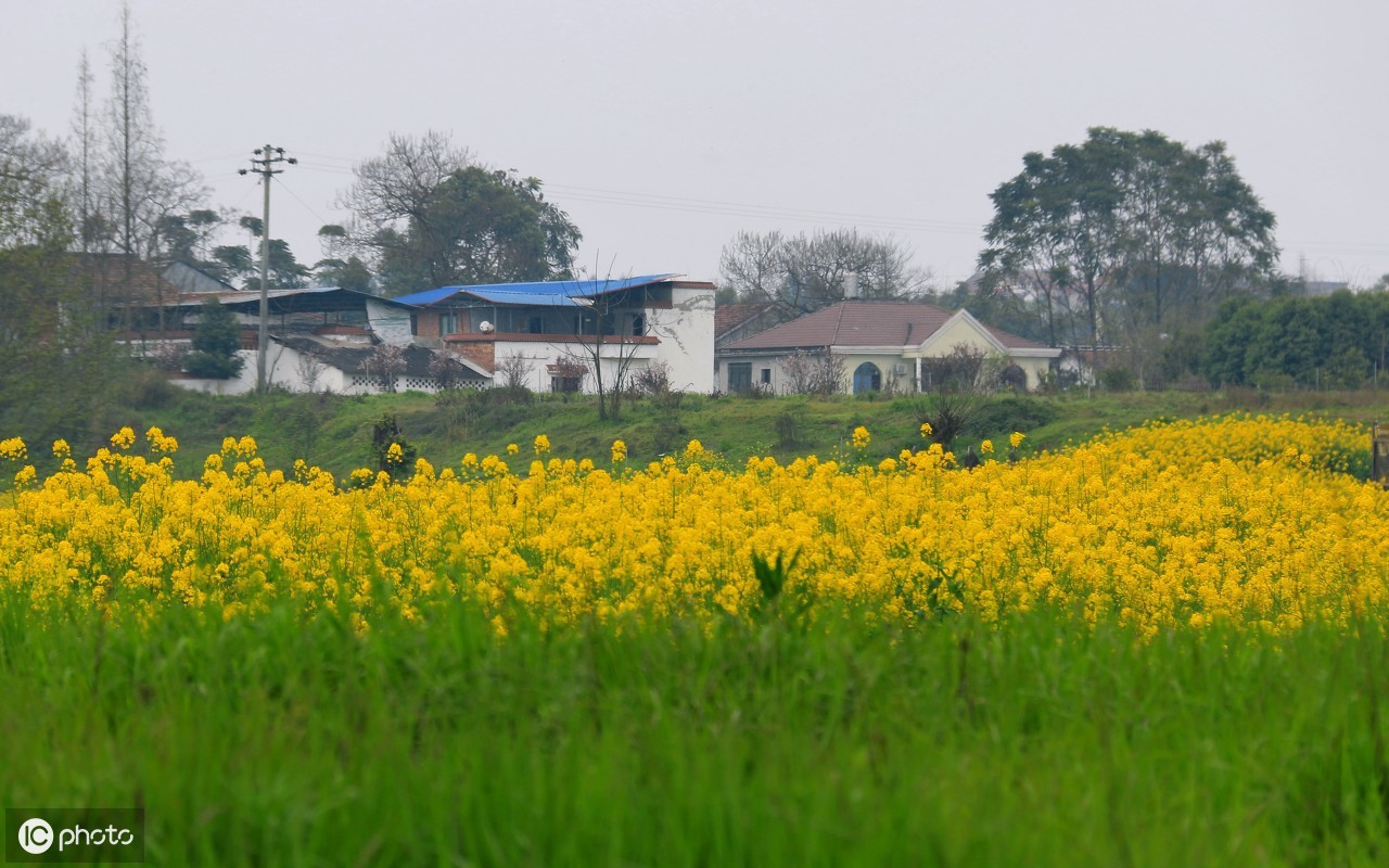 用图片记录乡村:四川资阳市雁江区保和镇晏家坝春光,静谧田园