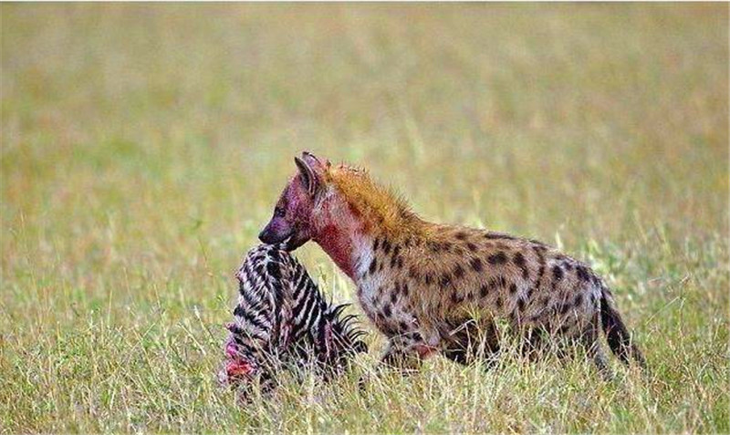 鬣狗捕食斑馬後，這只鬣狗的行為亮了，網友直呼：太精明！ 未分類 第5張