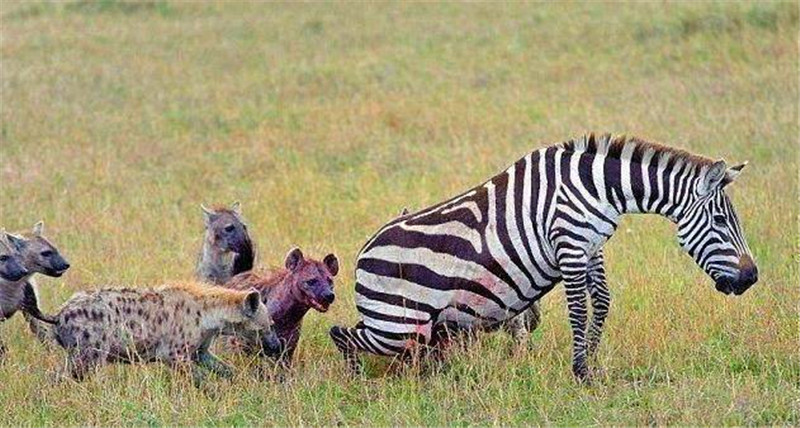 鬣狗捕食斑馬後，這只鬣狗的行為亮了，網友直呼：太精明！ 未分類 第1張