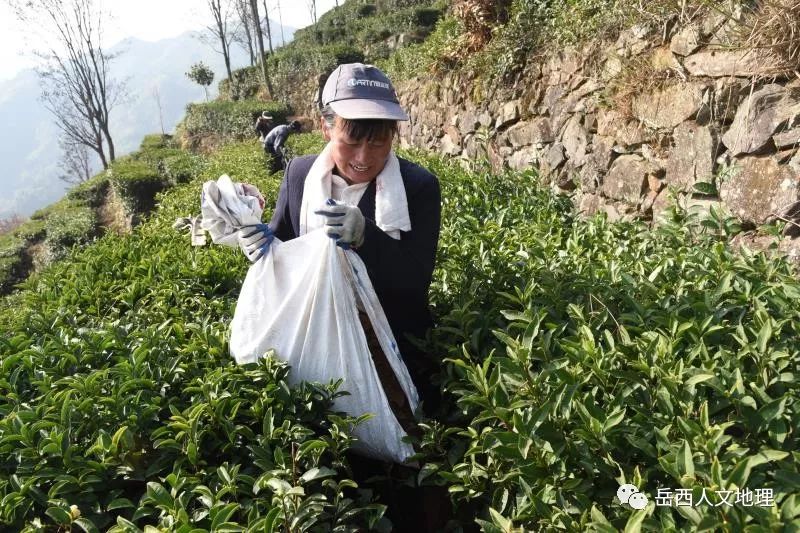 岳西婚纱照_岳西翠兰图片