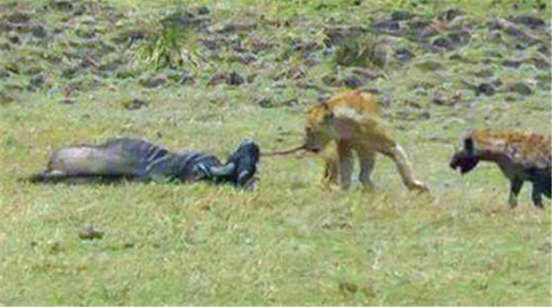 獅子捕食角馬險喪命，鬣狗協助落得這下場，網友：同情二哥 寵物 第4張