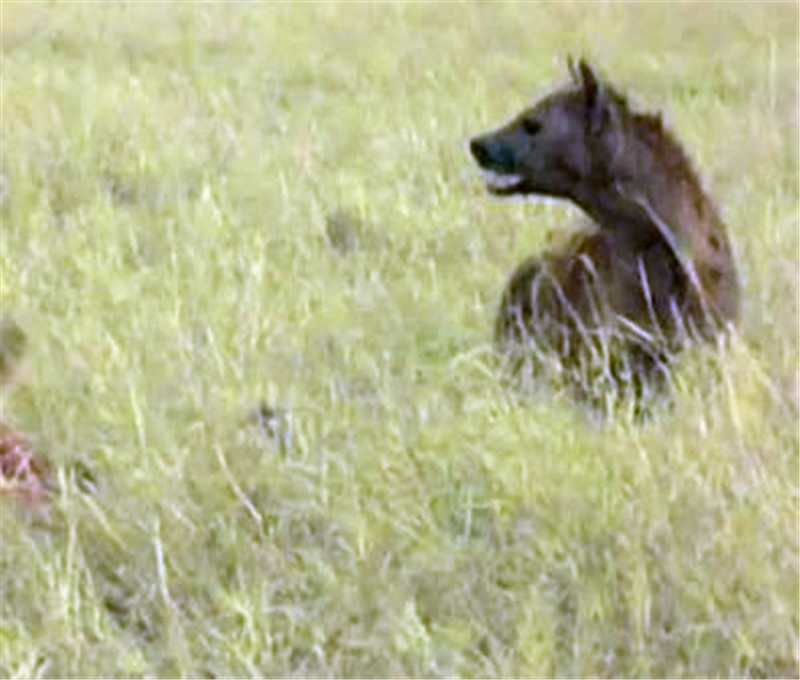 獅子捕食角馬險喪命，鬣狗協助落得這下場，網友：同情二哥 未分類 第5張
