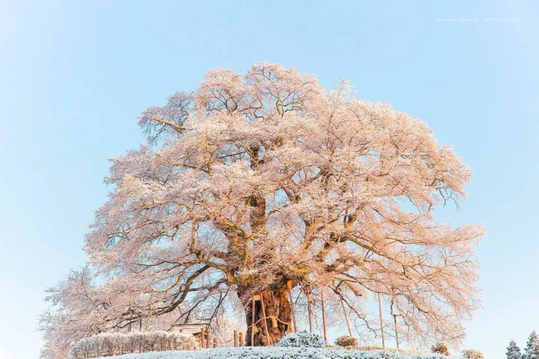 樱花季遇上飞雪,网友都被这雪樱美哭了!