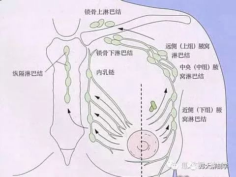 乳腺癌手术后的腋网综合征_腋窝