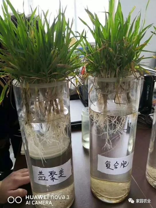 新品推荐盖聚美新型中量元素功能性钾肥