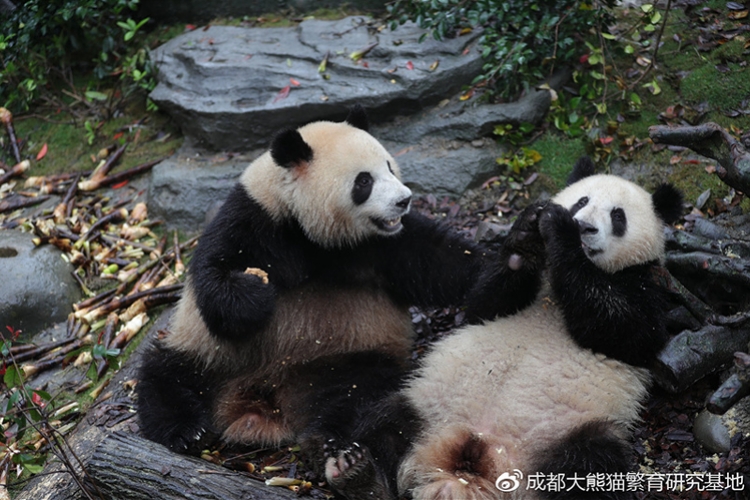 拍摄于2019年4月12日的大熊猫"梅兰"与小伙伴  成都大熊猫繁育研究