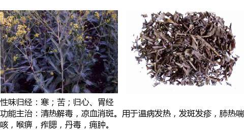 史上最全中草药图谱(附主治功效)_别名