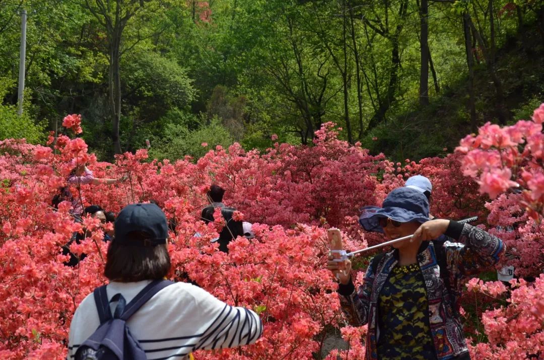 倒计时8天2019第十八届河南汝阳杜鹃花节暨炎黄文化节开幕