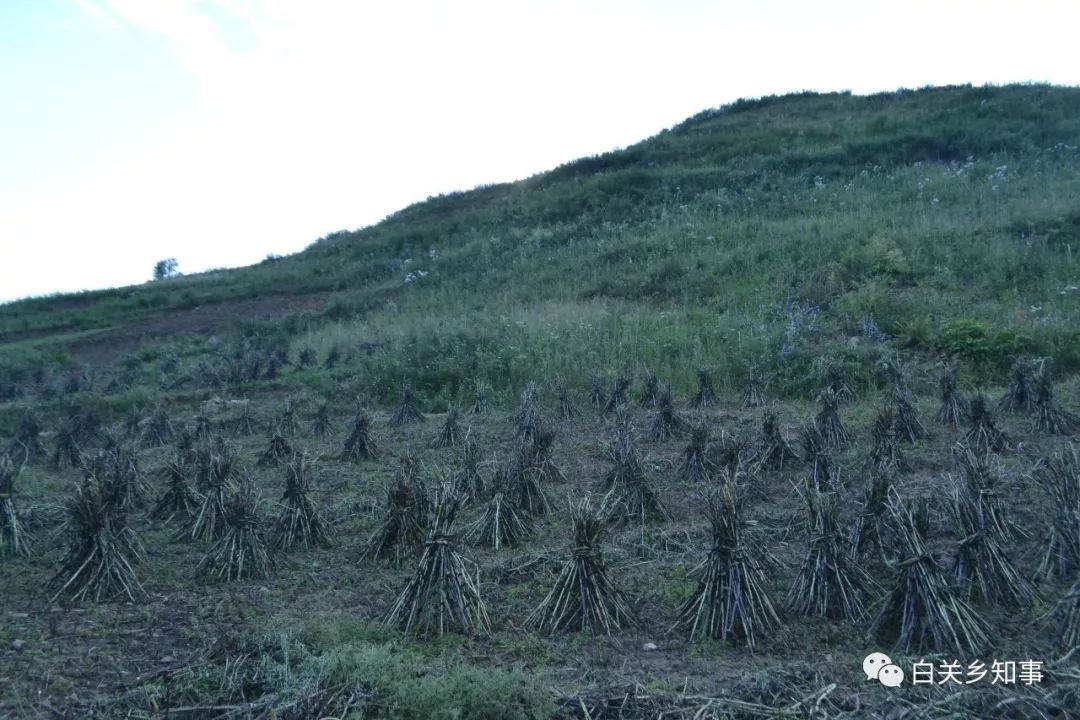 礼县白关镇汪山村一个奔跑在脱贫路上的美丽村庄