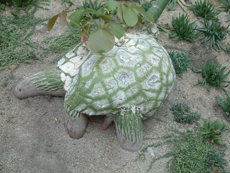 配合良好的根和茎,让龟纹木棉看起来像大乌龟