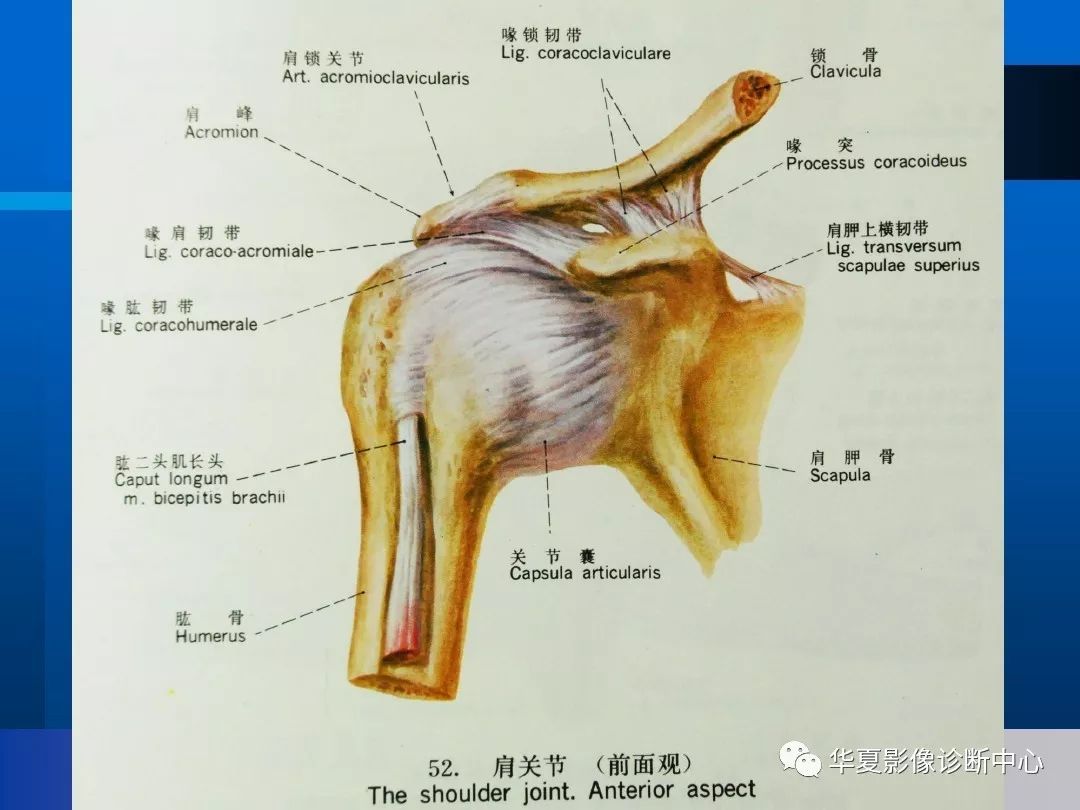 影像基础肩关节的影像解剖与mri附关节实物图