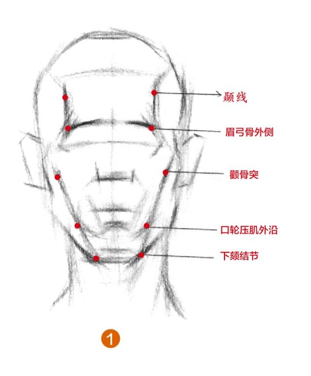 区分出脸部正侧面是月体现出脸部正侧转折的几个重要骨点