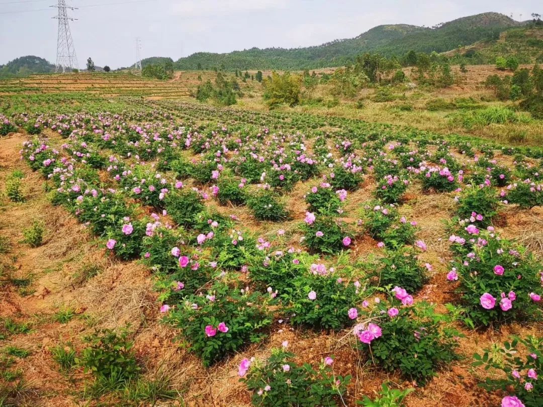 赏花摘花拍照玩赛车600亩的玫瑰花田大型越野赛场就在龙川隔壁约定你