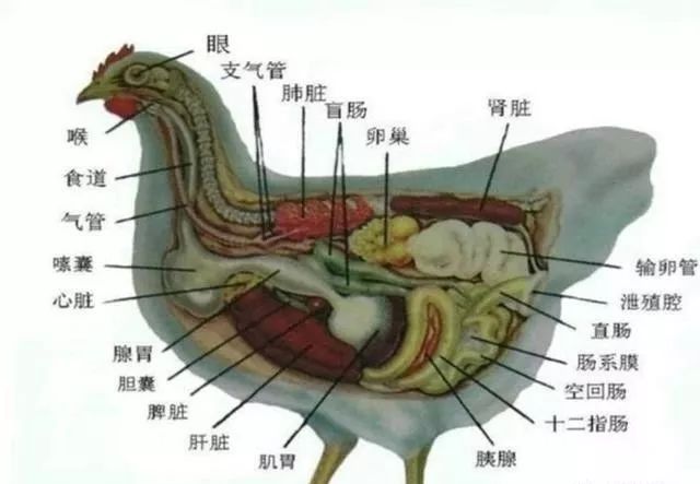 鸡解剖图示