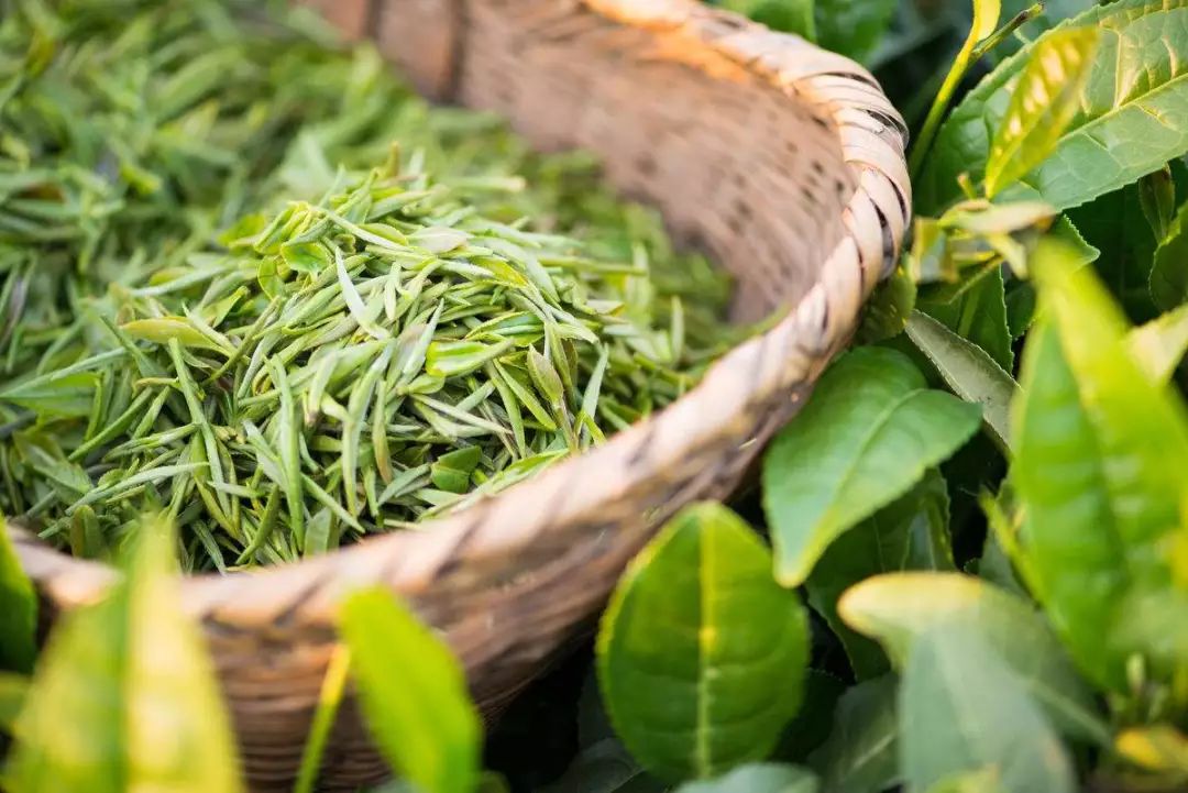 烟歌所谓的评茶只能算品茶,装装样子,这款里洪坑高山龙井