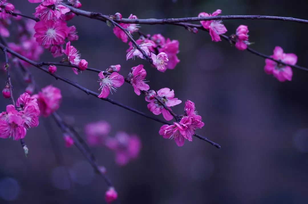 30首落花诗词:林花谢了春红,太匆匆