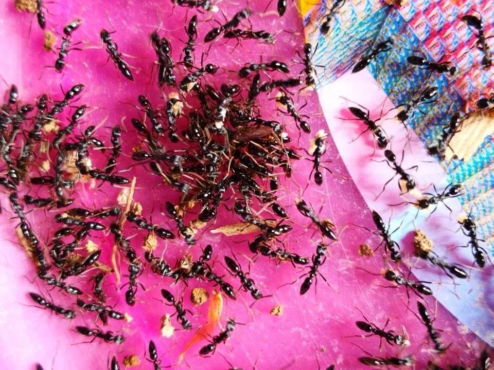 一只蚂蚁卖一万211大学学霸在淘宝上卖蚂蚁