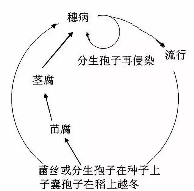 小麦赤霉病将在部分麦区大流行,这些问题一定要注意!