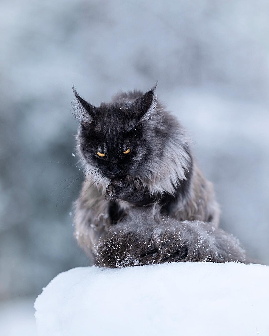 这只缅因猫的经验告诉我们,脸黑不仅威严还显脸小