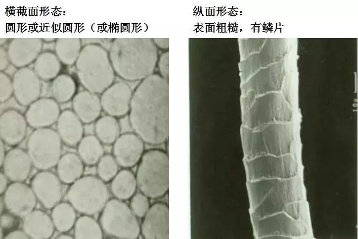 羊毛纤维